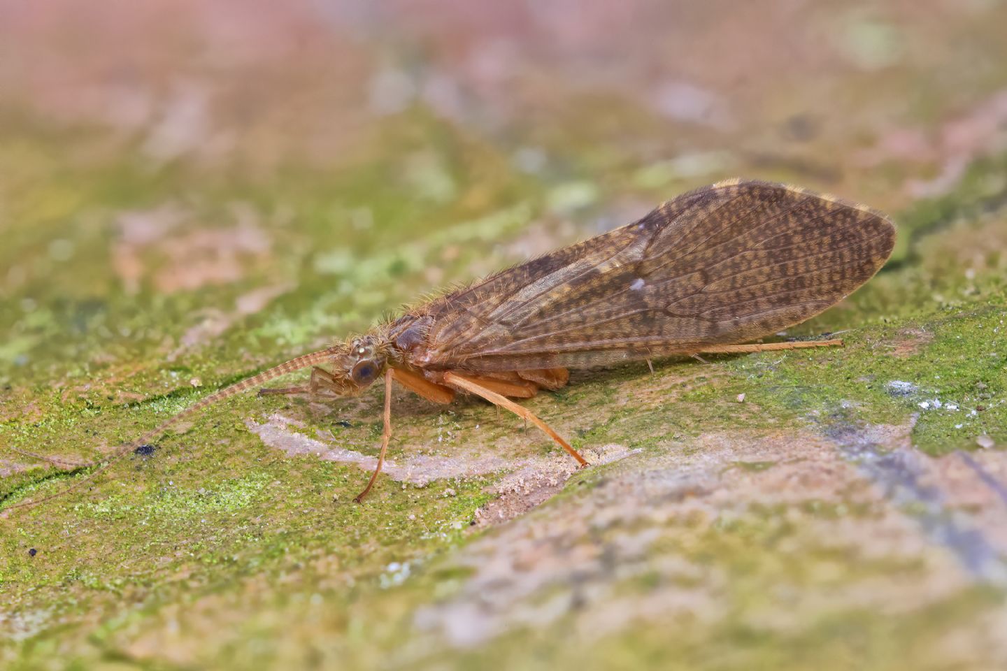 Tricottero da determinare - Rhyacophila sp.